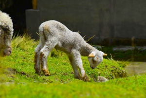 Quito: 5-Day Quilotoa Loop Trek with Meals & Guide