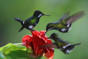Mindo: Authentic Cloud Forest Experience