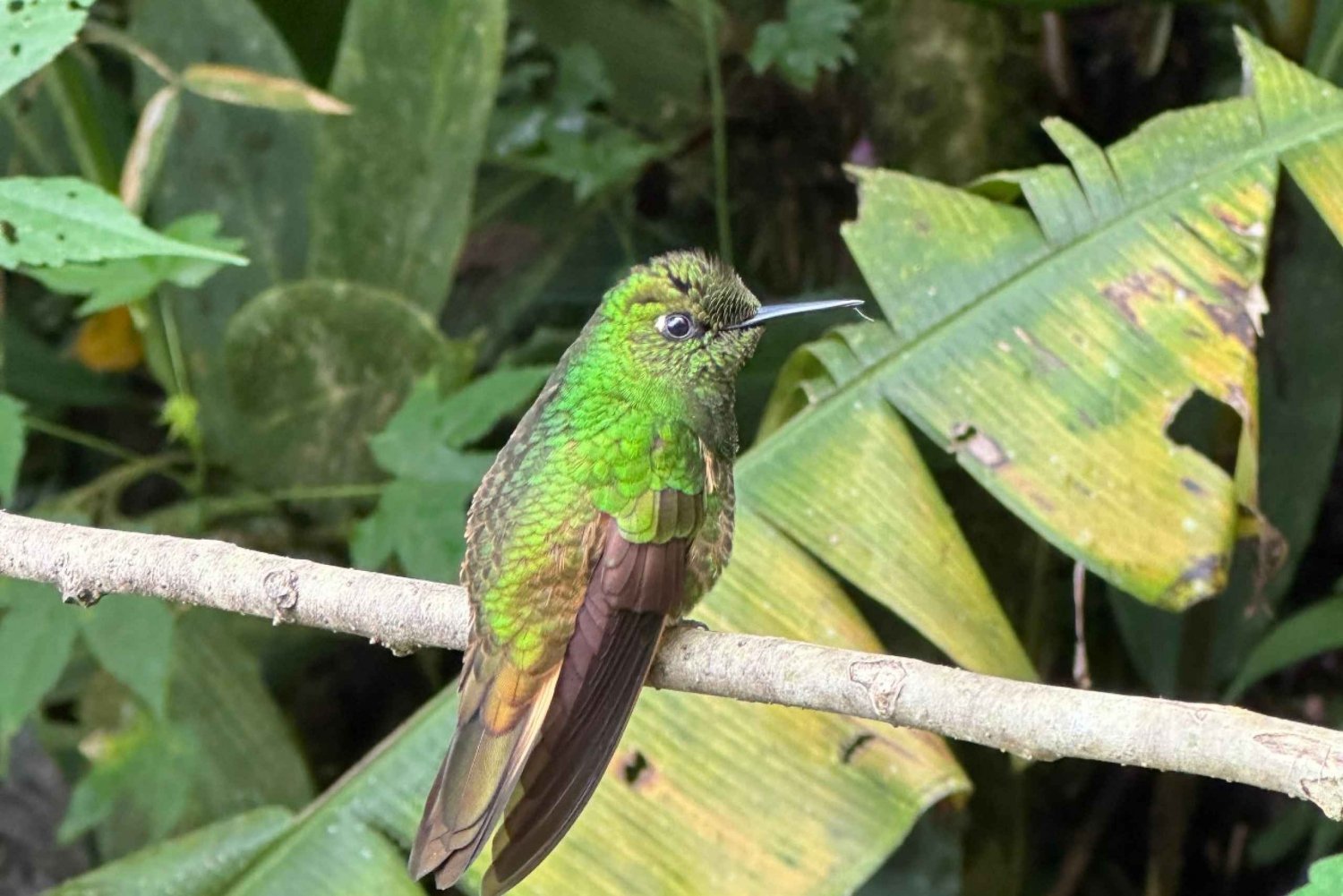 Vuelta a Quito y a la Mitad del Mundo+Observación de aves