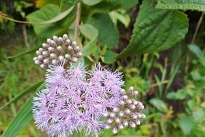 Quito: Combo-tur til Pululahua-krateret og Calacalí med transport