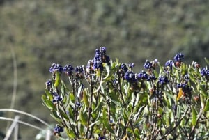 Quito: Cotopaxi National Park Hiking and Biking Tour