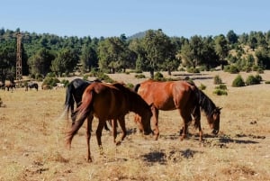 Quito, Ecuador: Ridäventyr i Cotopaxi