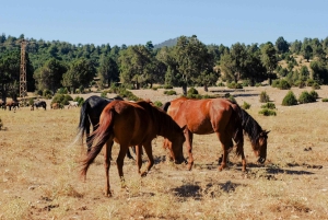 Quito, Ecuador: Cotopaxi-ridetur