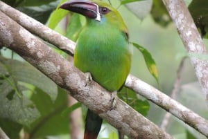 كيتو: جولة خط الاستواء والكنوز المخفية مع تذوق البيرة