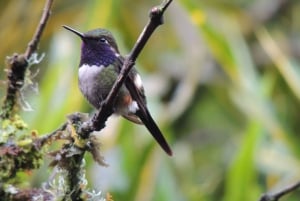 كيتو: جولة خط الاستواء والكنوز المخفية مع تذوق البيرة