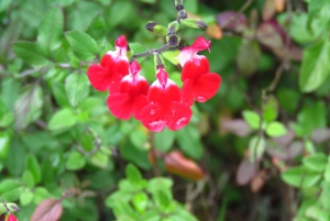 Quito: Dagsutflykt till Papallacta Hot springs och området