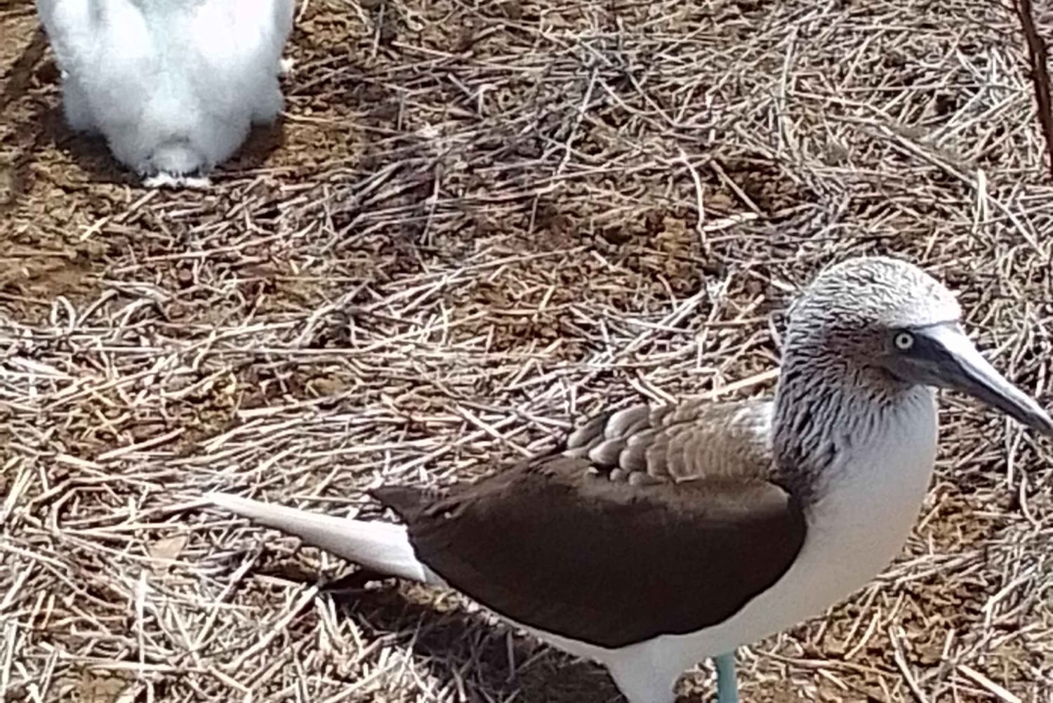 Quito: Galapagos Islands 4-Day Tour with Flights