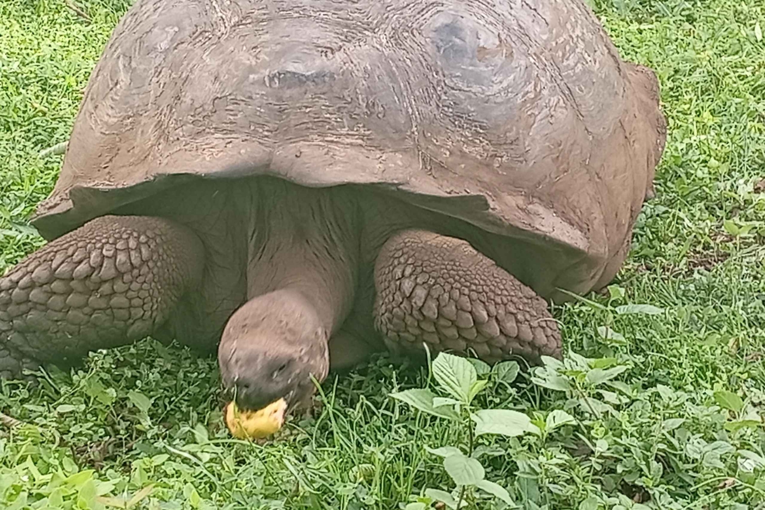 Quito: Galapagos Islands 4-Day Tour with Flights