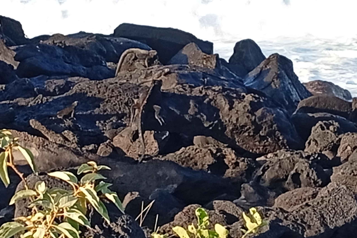 Quito: Galapagos Islands 4-Day Tour with Flights