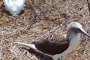 Quito: Galapagos Islands 4-Day Tour with Flights