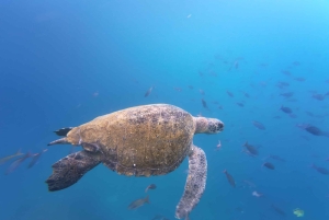 Quito: Galapagos Islands 4-Day Tour with Flights