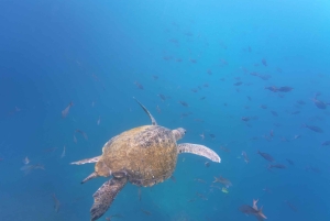 Quito: Galapagos Islands 4-Day Tour with Flights