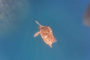 Quito: Galapagos Islands 4-Day Tour with Flights