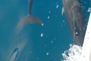 Quito: Galapagos Islands 4-Day Tour with Flights