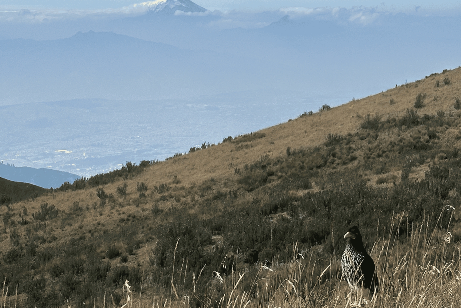 كيتو: تنزه إلى Pichinchas Integral