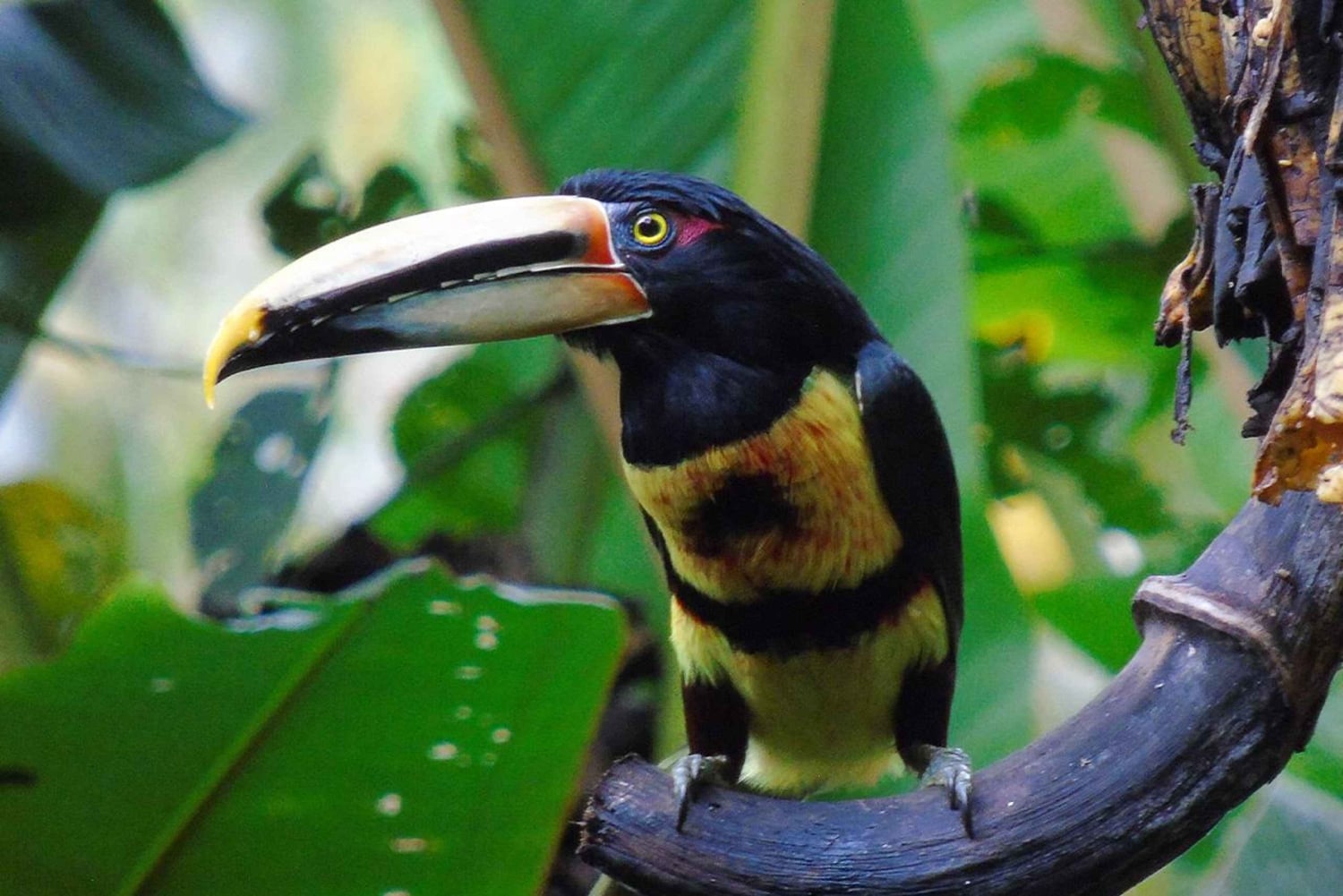 Quito: Mindo Cloud Forest and Bird Watching Tour