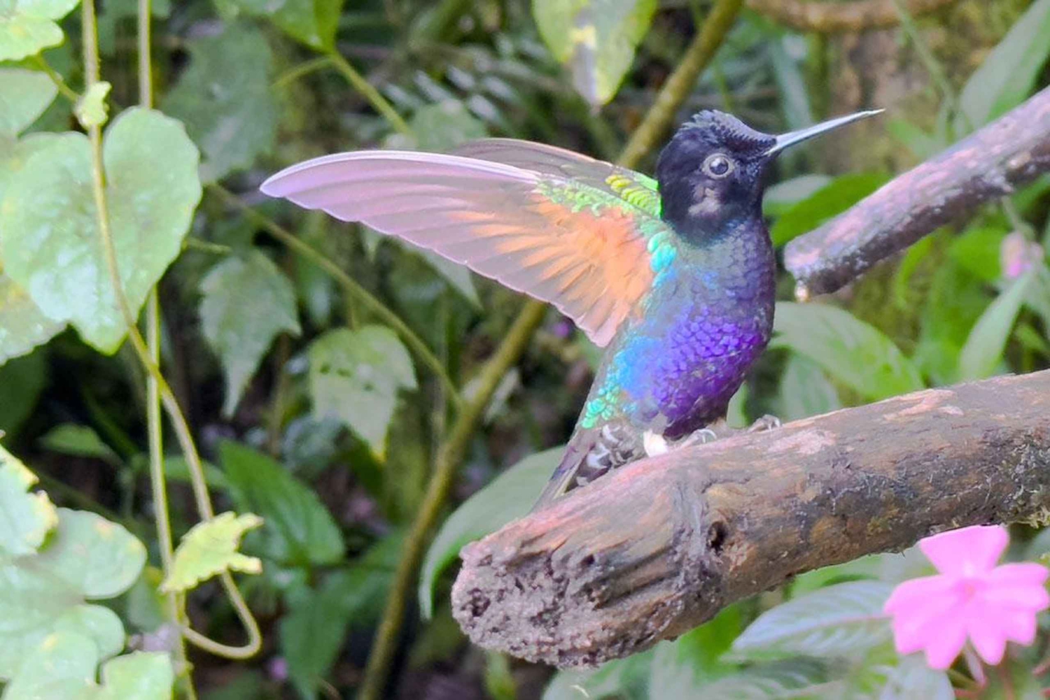 Quito: Mindo Cloud Forest and Bird Watching Tour