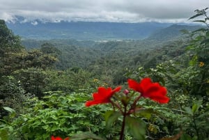 Quito: Mindo Cloud Forest i wycieczka z obserwacją ptaków