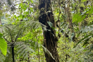 Quito: Mindo Cloud Forest and Bird Watching Tour