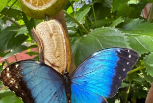 Quito: Mindo Cloud Forest and Bird Watching Tour