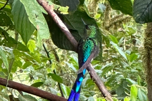 Quito: Mindo Cloud Forest and Bird Watching Tour