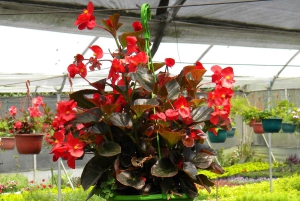 Quito: Nayón Village Tour with Farm Visit