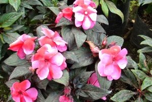 Quito: Nayón Village Tour with Farm Visit