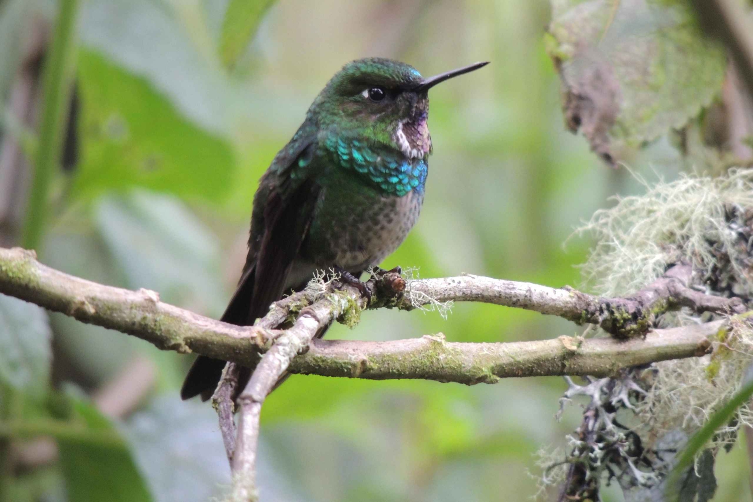 Quito: Papallacta Hot Springs and Hummingbirds' Farm Tour
