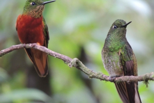 Quito: Papallacta Hot Springs and Hummingbirds' Farm Tour