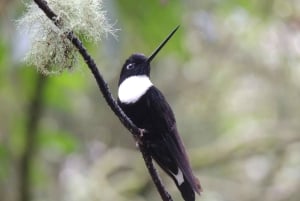 Quito: Papallacta Hot Springs and Hummingbirds' Farm Tour
