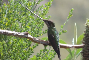 Quito: Papallacta Hot Springs and Hummingbirds' Farm Tour