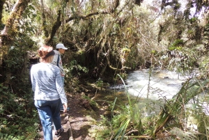 Quito: Papallacta Hot Springs and Hummingbirds' Farm Tour