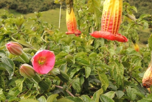 Quito: Papallacta Hot Springs and Hummingbirds' Farm Tour