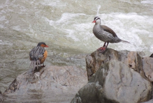 Quito: Papallacta Hot Springs and Hummingbirds' Farm Tour