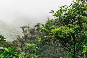 Quito : Visite privée de la forêt nuageuse de Mindo avec promenade en téléphérique