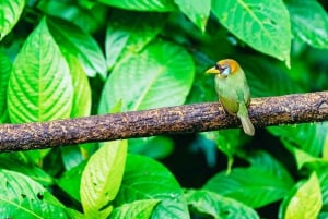 Quito: Private Mindo Cloud Forest Tour with Cable Car Ride