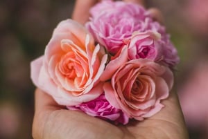 Quito: Rosas, Queijo e Vista do Vulcão Cotopaxi - Excursão de um dia