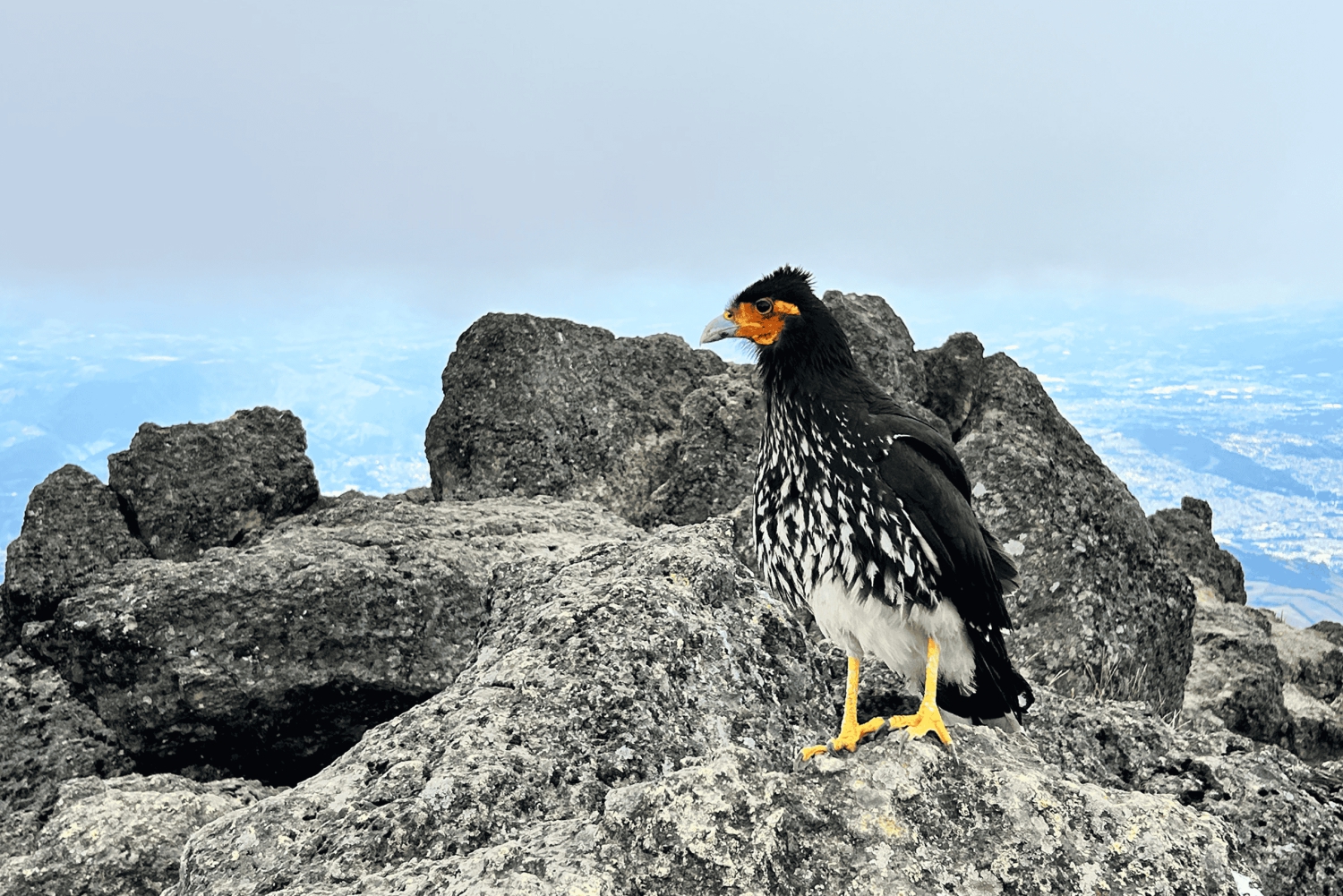 Quito Rucu Pichincha: Vandring till toppen av Rucu Pichincha
