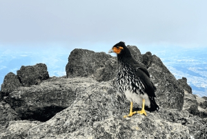 Quito Rucu Pichincha: Vandring till toppen av Rucu Pichincha