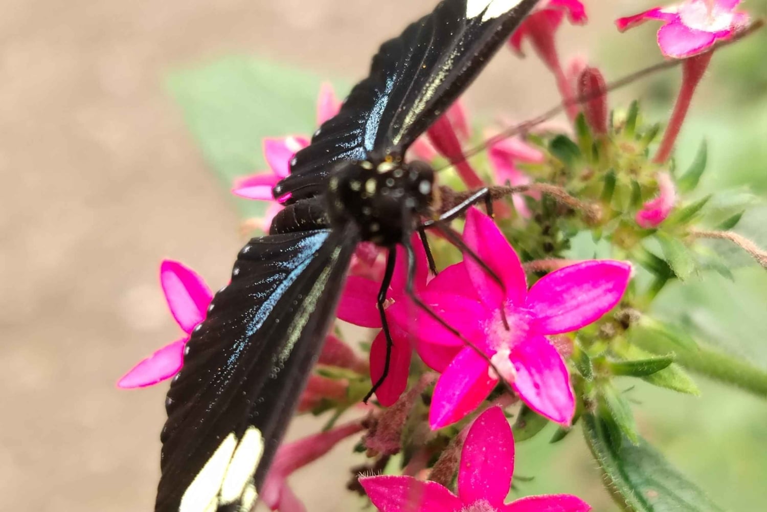 Quito: Waterfall, Hummingbirds, Butterfly Tour, Equator line