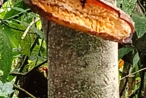 Quito: Waterfall, Hummingbirds, Butterfly Tour, Equator line