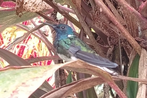 Quito: Waterfall, Hummingbirds, Butterfly Tour, Equator line