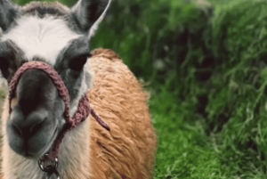 Quito waterfalls: Waterfalls, Horseback Riding, Bees, Canopy