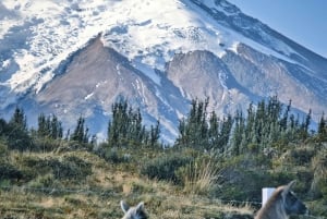 Route to Cotopaxi: Snow, Adventure, Altitude & Páramo Picnic