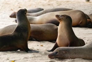 San Cristóbal: La Lobería Tour