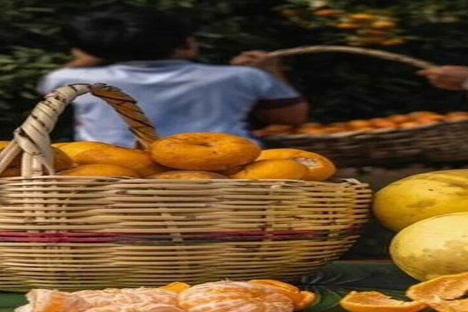 Santa Cruz : observation des tortues géantes et visite des tunnels de lave