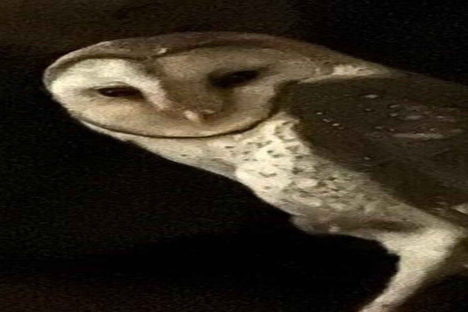 Santa Cruz : observation des tortues géantes et visite des tunnels de lave