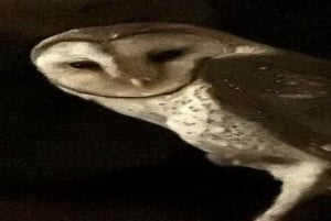 Santa Cruz : observation des tortues géantes et visite des tunnels de lave