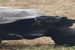 Santa Cruz : observation des tortues géantes et visite des tunnels de lave