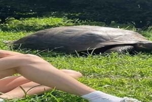 Santa Cruz : observation des tortues géantes et visite des tunnels de lave